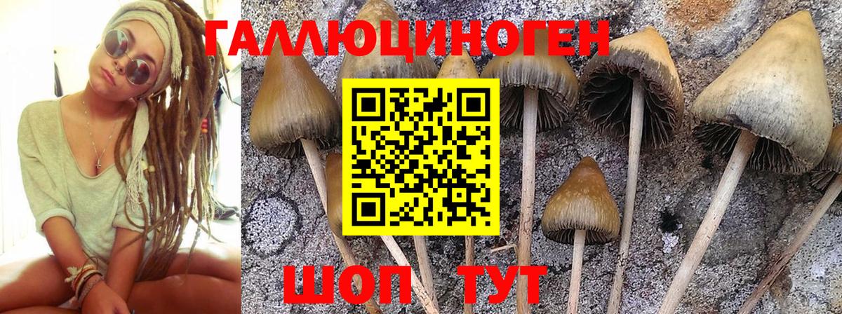 Аксай  Галлюциногенные грибы MAGIC MUSHROOMS  Псилоцибиновые грибы Cubensis  Вход с VPN 